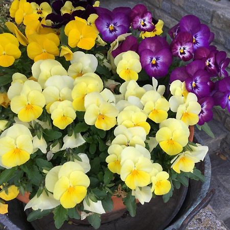 B&B Les Fleurs Gignod Exteriör bild