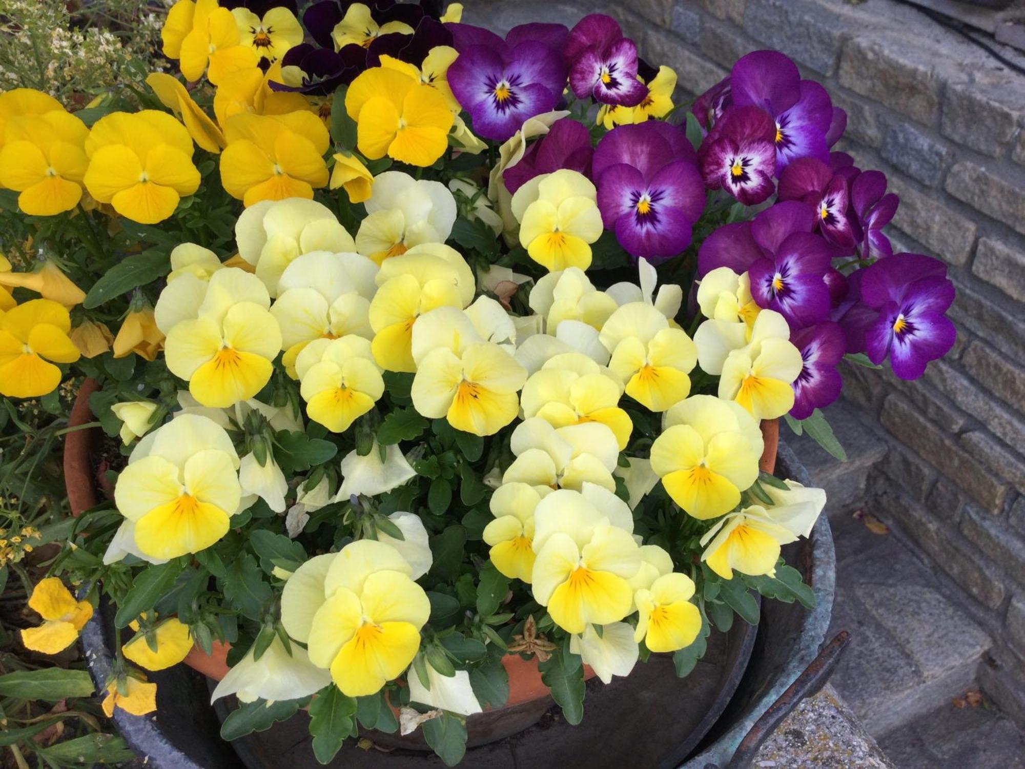B&B Les Fleurs Gignod Exteriör bild