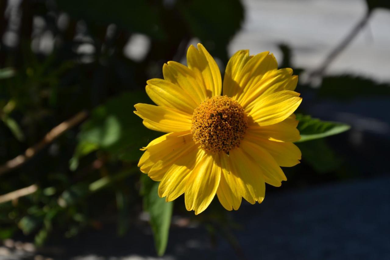 B&B Les Fleurs Gignod Rum bild